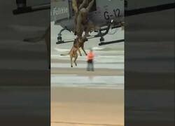 Enlace a Perro policía salta desde un helicóptero para atrapar a un fugitivo