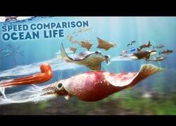 Enlace a Comparación 3D de los animales más veloces del océano