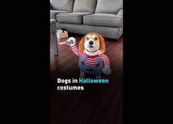 Enlace a Los mejores difraces de perro para este Halloween