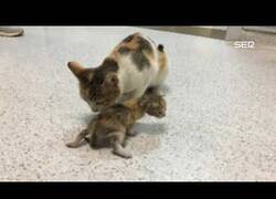 Enlace a Una gata lleva a sus crías enfermas a una clínica veterinaria