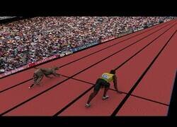 Enlace a Comparando la velocidad de un guepardo con la de Usain Bolt y la de una persona normal