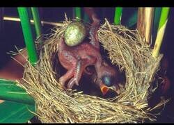 Enlace a Polluelo tira huevos fuera del nido para no compartir comida