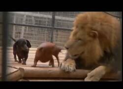 Enlace a Perros, sin miedo a ser devorados, juegan con un león