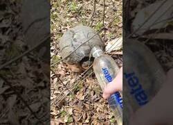 Enlace a Qué mona la tortuga bebiendo agua...