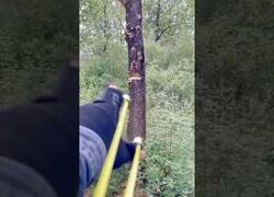 Enlace a Cortando el tronco de un árbol con un tirachinas
