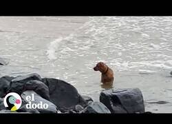 Enlace a Perro abandonado en la playa mira al mar buscando a su dueño
