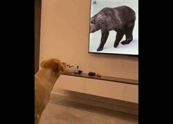 Enlace a Perro sigue a un oso que ha visto por la tele