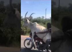 Enlace a ¿Alguna vez habías visto una vaca en moto?