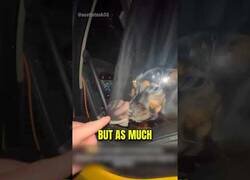 Enlace a Un perro se queda dentro del camión y deja a su dueño fuera