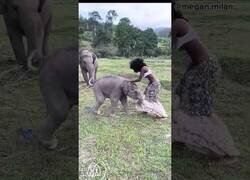 Enlace a Posar junto a elefantes no es buena idea