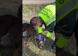 Enlace a Guardia Civil ayuda en el parto de una cabra en Valladolid