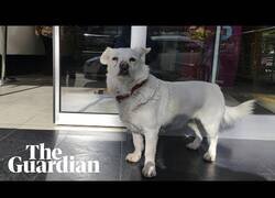 Enlace a Boncuk, el perro que esperó a su dueño en la puerta del hospital durante 6 días