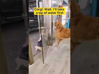 Perros hacen una pausa para beber agua