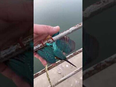 Ayudando a un martín pescador que había quedado congelado en un puente