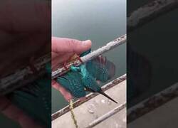 Enlace a Ayudando a un martín pescador que había quedado congelado en un puente