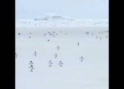 Enlace a Tan solo pingüinos caminando a velocidad X5