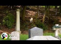 Enlace a Oracle, la oveja que vive en un cementerio