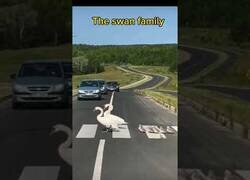 Enlace a Familia de cisnes cruza la carretera por el paso de peatones