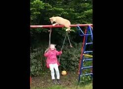 Enlace a Gato cae sobre una niña en un columpio