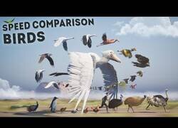 Enlace a Comparación 3D de la velocidad de las aves