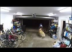 Enlace a Un perro evita el robo de una bicicleta