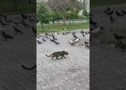 Enlace a No es fácil ser un gato entre palomas