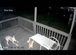 Enlace a Cámara capta una pelea nocturna entre un coyote y un gato