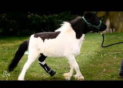 Enlace a Este pequeño caballo usa una prótesis para su pata