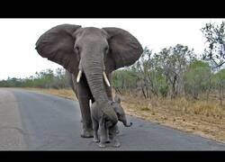 Enlace a Mamá elefanta proteje a su pequeño de los turistas