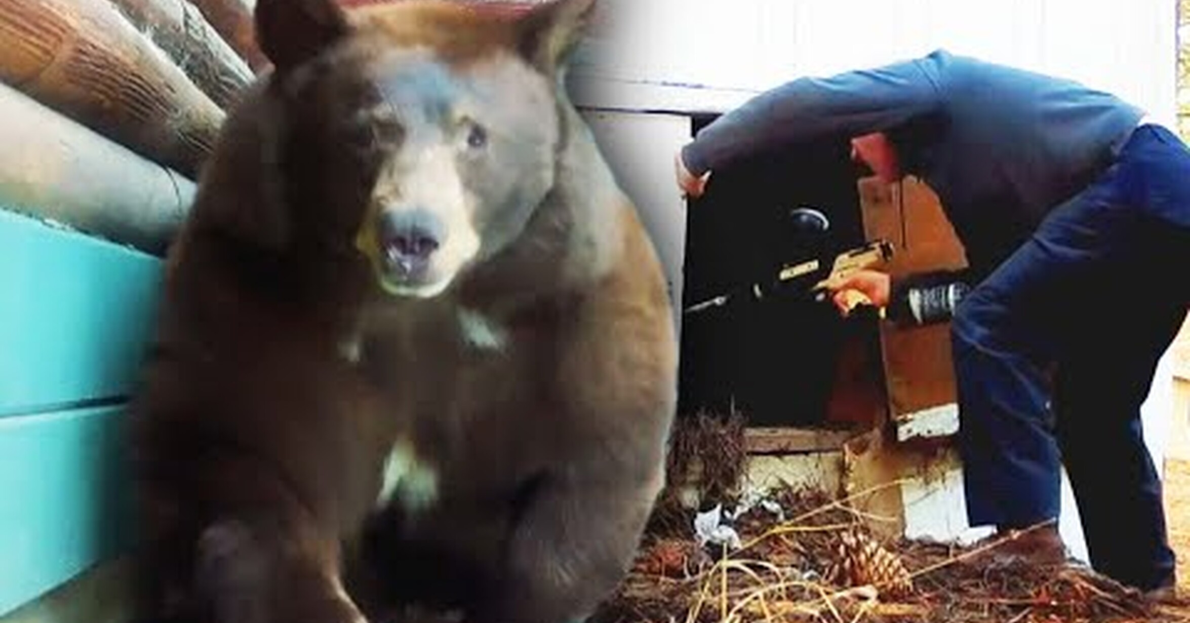 ¡No tengo tele! / Un hombre ahuyenta a un oso con una pistola de paintball