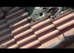 Enlace a Desalojando un nido de murciélagos en el tejado