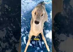 Enlace a Salvando a un bebé ciervo atrapado en lago helado