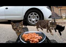 Enlace a Dando de comer a gatos callejeros con un coche radiocontrol