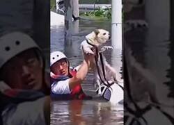 Enlace a Rescatan a un perro atrapado en el techo de un coche durante unas inundaciones