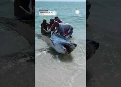 Enlace a Ayudan a un tiburón varado en la orilla a regresar al mar