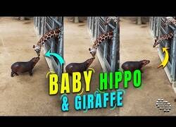 Enlace a Bebé elefante se hace amigo de una jirafa