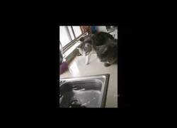 Enlace a Pez en un fregadero ataca a dos gatos