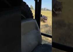 Enlace a Hipopótamo ataca a un coche de safari