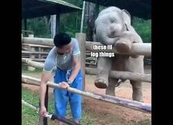 Enlace a El elefante colega