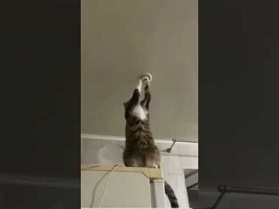 El gato electricista