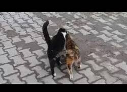 Enlace a Dos gatos rechazan a la misma gata en celo