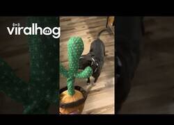 Enlace a Perro vs Cactus bailarín
