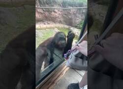 Enlace a Este inteligente orangután intenta que este humano comparta con él sus dulces