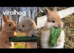 Enlace a Adorables conejos comiendo algo