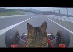 Enlace a ¿Y si un gato pilotara un Fórmula 1?