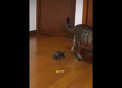 Enlace a La tortuga que aprendió a ir en finger skate