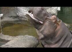 Enlace a Ya ha llegado el dentista de hipopótamos