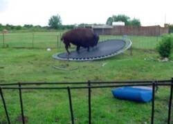 Enlace a El bisonte que intentaba saltar en una cama elástica