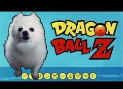 Enlace a La intro de Dragon Ball Z interpretada por perros