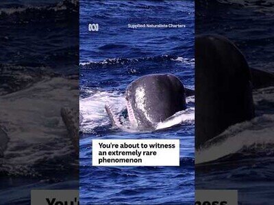 Cachalotes se defienden del ataque de orcas con 'burbujas de heces'